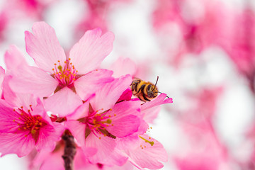 Busy Bee on Pink Orchards