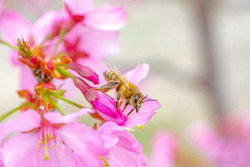 Busy Bee on Pink Orchards