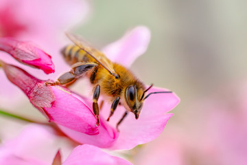 Busy Bee on Pink Orchards