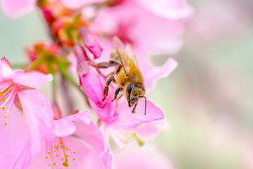 Busy Bee on Pink Orchards
