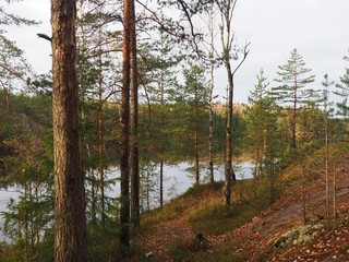 Fototapeta premium forest in autumn with a lake 