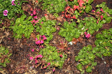 red flowers in the garden