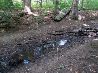 dried creek in forest by global warming in europe/ climate cahnge