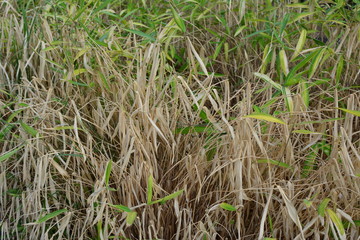 Vertrocknet Bambuspflanzen