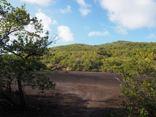 landscape of the mangrove in Martinique mud in nature
