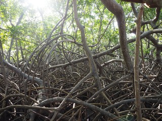 Trunk of trees in the forest 