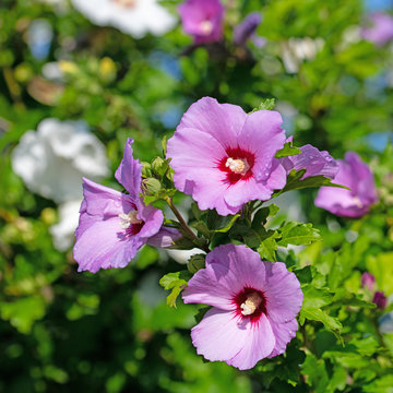 Violett bl&uuml;hender Hibiskus