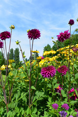 Gartendahlie im Schlosspark Mainau