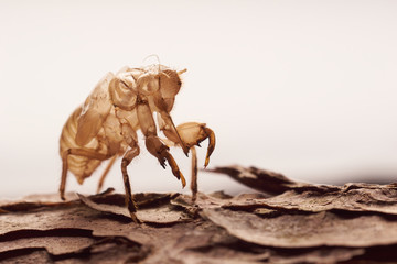 Moulting cicada on tree white background