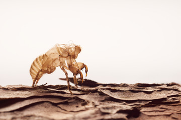 Moulting cicada on tree white background