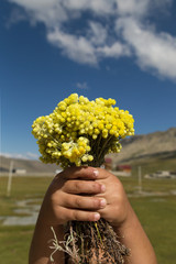 Fototapeta na wymiar Helichrysum arenarium, dwarf everlast, immortelle yellow herb flowers closeup.