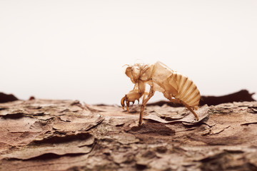 Moulting cicada on tree white background