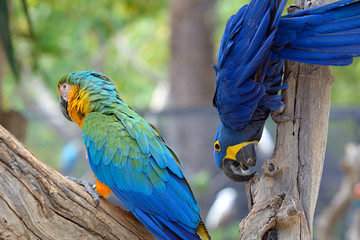 Blue green parrots, colorful birds sitting on the branch.