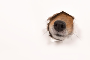Dog nose sticking through a  white background with copy space - obrazy, fototapety, plakaty