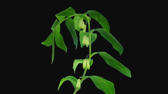Time-lapse of opening Polygonatum multiflorum flower (also known as Solomon's seal, David's harp, ladder-to-heaven) 1d3 in RGB + ALPHA matte format isolated on black background
