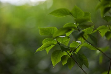 Feuilles de lila