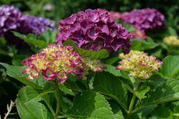 Gartenhortensie in Mainau