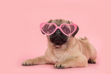 Cute young pug dog wearing pink heart shaped sunglasses lying down on a pink background - obrazy, fototapety, plakaty