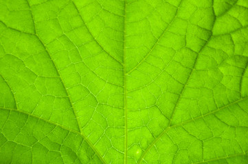 Fototapeta na wymiar Texture of green leaf veins, close up.