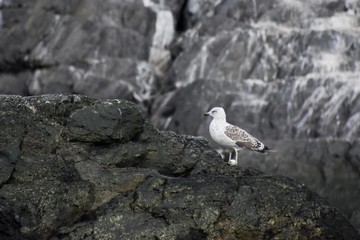 goéland d'antarctique