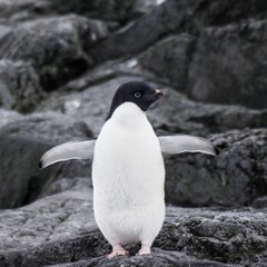 Obraz premium manchots d'adélie antarctique