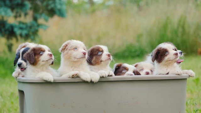 Cute australian shepherd puppies in a large basket on the lawn
