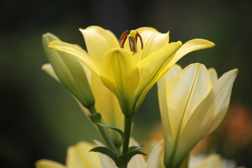 Fototapeta na wymiar Yellow lily flower in the garden.
