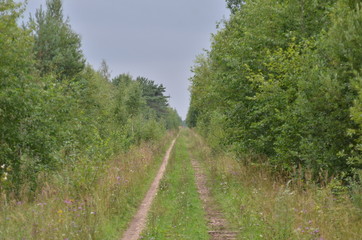 country road in the forest