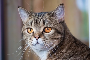 Naklejka na ściany i meble scottish straight tabby female beautiful cat with orange eyes looks attentively ahead on blurred gray background, pure breed