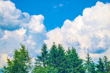 Green crown trees view from below into the sky. Green crown of trees against the sky. View of the sky through the trees from below.