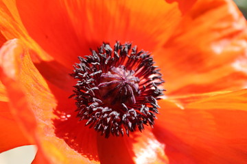 Poppy 2