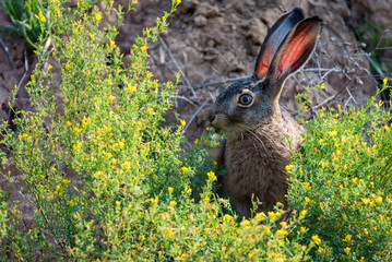 Close up scared European hare or Lepus europaeus in nature
