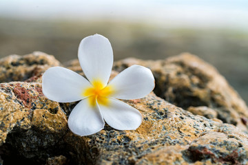 Close up beautiful Plumeria floweron stone in nature