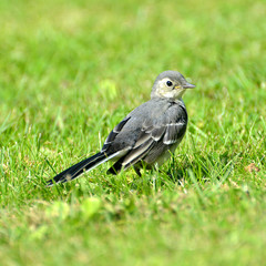 Wagtail
