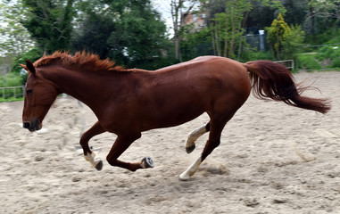Cavalla saura al  galoppo
