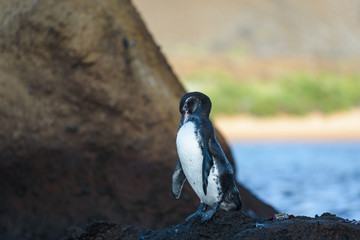 Obraz na płótnie Canvas A Galapagos penguin on a rock in Santiago Island, Galapagos Island, Ecuador, South America.