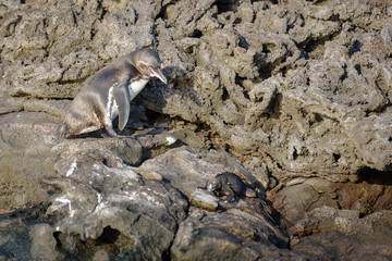 Fototapeta premium Galapagos Penguin scaring away Marine Iguana, Santiago Island, Galapagos Island, Ecuador, South America.