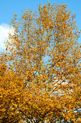 Autumn foliage on a tree