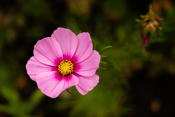 Obraz premium Fleur et bokeh