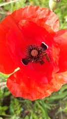 poppy on green background