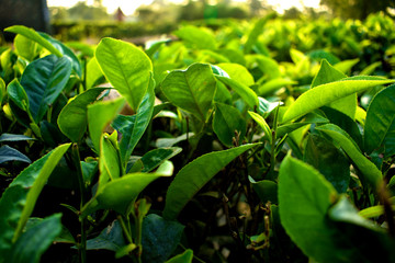 Beautiful and fresh green tea leaves
