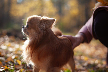 cute Chihuahua dog for a walk in autumn park