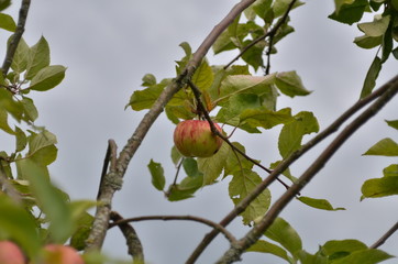 ripe apples on a branch