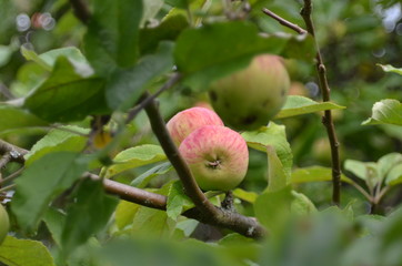 striped apple