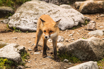 young fox. wild animal photo