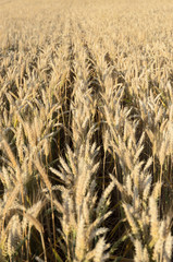 wheat ear on a blurred background of a wheat field