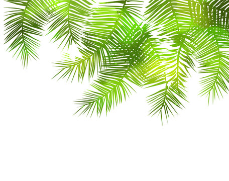 The background is palm leaves. Vector illustration