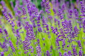 Lavender blooms in the garden. Aromatic and medicinal plants in the garden. Purple and blue lavender flowers. Natural background of lavender plants.