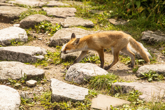 young fox. wild animal photo