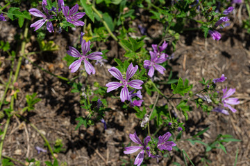 Fototapeta premium Flowers of Malva sylvestris.